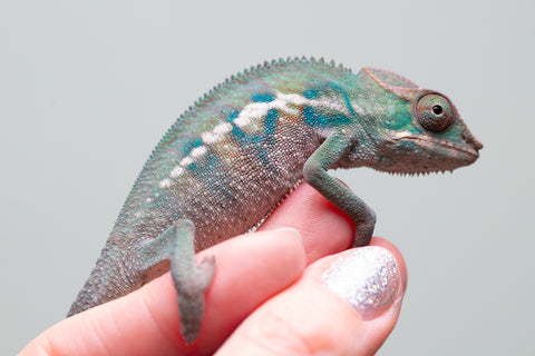 Holdbacks/Individuals: ALL NEW Ambanja Offspring from "Helm Hammerhand" x "Small Fry" - Hatched: May 25' - Male #8