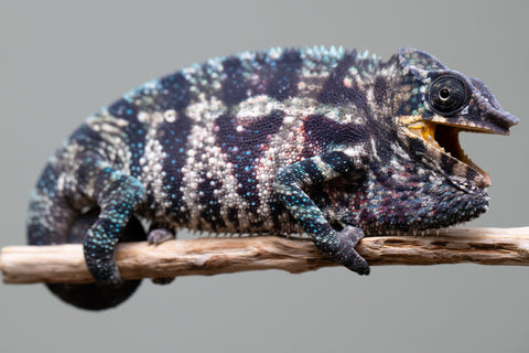 Holdbacks/Individuals: ALL NEW Ambanja Offspring from "Helm Hammerhand" x "Small Fry" - Hatched: May 25' - Male #9