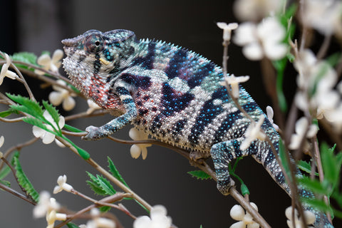 Holdbacks/Individuals: ALL NEW Ambanja Offspring from "Helm Hammerhand" x "Small Fry" - Hatched: May 25' - Male #9