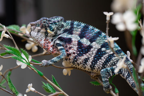 Holdbacks/Individuals: ALL NEW Ambanja Offspring from "Helm Hammerhand" x "Small Fry" - Hatched: May 25' - Male #9