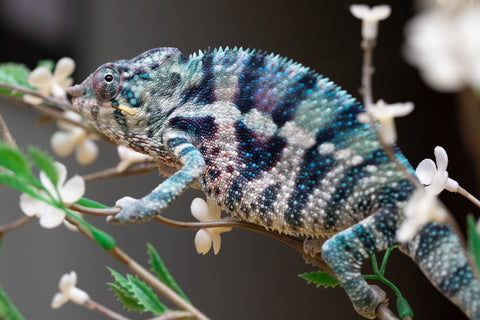 Holdbacks/Individuals: ALL NEW Ambanja Offspring from "Helm Hammerhand" x "Small Fry" - Hatched: May 25' - Male #9