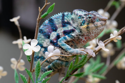 Holdbacks/Individuals: ALL NEW Ambanja Offspring from "Helm Hammerhand" x "Small Fry" - Hatched: May 25' - Male #9