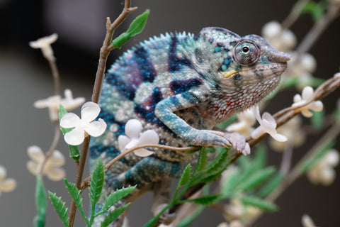 Holdbacks/Individuals: ALL NEW Ambanja Offspring from "Helm Hammerhand" x "Small Fry" - Hatched: May 25' - Male #9