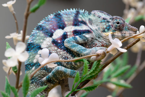 Holdbacks/Individuals: ALL NEW Ambanja Offspring from "Helm Hammerhand" x "Small Fry" - Hatched: May 25' - Male #9