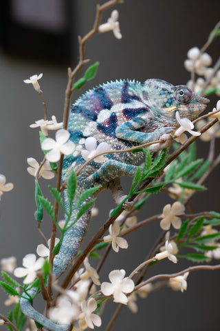 Holdbacks/Individuals: ALL NEW Ambanja Offspring from "Helm Hammerhand" x "Small Fry" - Hatched: May 25' - Male #9