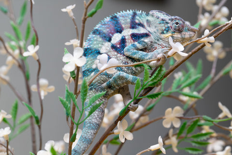 Holdbacks/Individuals: ALL NEW Ambanja Offspring from "Helm Hammerhand" x "Small Fry" - Hatched: May 25' - Male #9