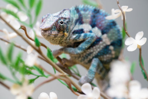 Holdbacks/Individuals: ALL NEW Ambanja Offspring from "Helm Hammerhand" x "Small Fry" - Hatched: May 25' - Male #9