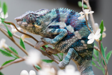 Holdbacks/Individuals: ALL NEW Ambanja Offspring from "Helm Hammerhand" x "Small Fry" - Hatched: May 25' - Male #9