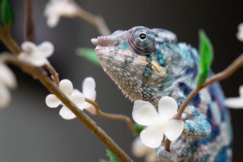 Holdbacks/Individuals: ALL NEW Ambanja Offspring from "Helm Hammerhand" x "Small Fry" - Hatched: May 25' - Male #9