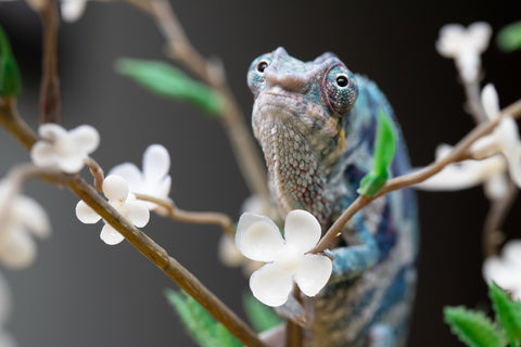 Holdbacks/Individuals: ALL NEW Ambanja Offspring from "Helm Hammerhand" x "Small Fry" - Hatched: May 25' - Male #9