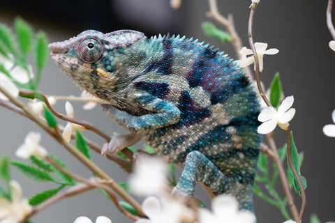 Holdbacks/Individuals: ALL NEW Ambanja Offspring from "Helm Hammerhand" x "Small Fry" - Hatched: May 25' - Male #9