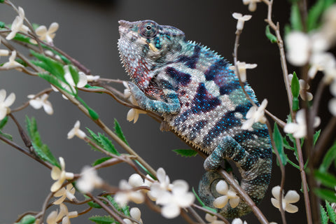 Holdbacks/Individuals: ALL NEW Ambanja Offspring from "Helm Hammerhand" x "Small Fry" - Hatched: May 25' - Male #9