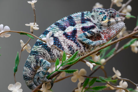 Holdbacks/Individuals: ALL NEW Ambanja Offspring from "Helm Hammerhand" x "Small Fry" - Hatched: May 25' - Male #9