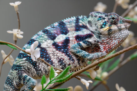 Holdbacks/Individuals: ALL NEW Ambanja Offspring from "Helm Hammerhand" x "Small Fry" - Hatched: May 25' - Male #9