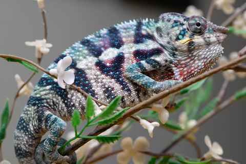 Holdbacks/Individuals: ALL NEW Ambanja Offspring from "Helm Hammerhand" x "Small Fry" - Hatched: May 25' - Male #9