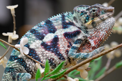 Holdbacks/Individuals: ALL NEW Ambanja Offspring from "Helm Hammerhand" x "Small Fry" - Hatched: May 25' - Male #9