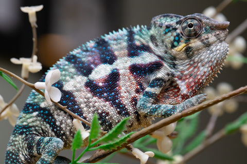 Holdbacks/Individuals: ALL NEW Ambanja Offspring from "Helm Hammerhand" x "Small Fry" - Hatched: May 25' - Male #9