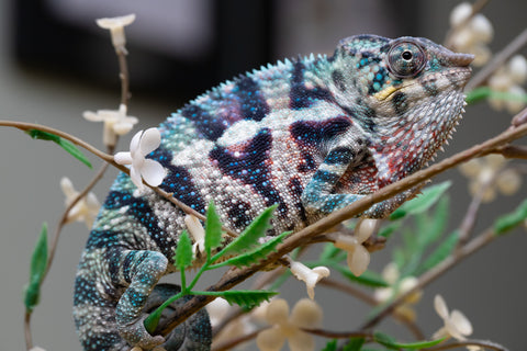 Holdbacks/Individuals: ALL NEW Ambanja Offspring from "Helm Hammerhand" x "Small Fry" - Hatched: May 25' - Male #9