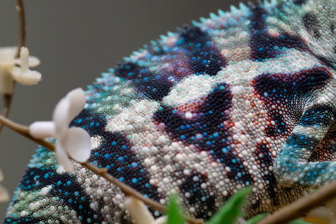 Holdbacks/Individuals: ALL NEW Ambanja Offspring from "Helm Hammerhand" x "Small Fry" - Hatched: May 25' - Male #9