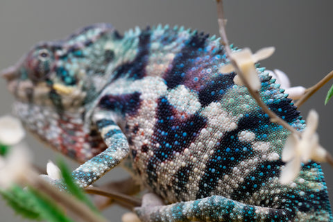 Holdbacks/Individuals: ALL NEW Ambanja Offspring from "Helm Hammerhand" x "Small Fry" - Hatched: May 25' - Male #9