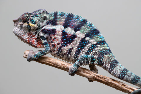 Holdbacks/Individuals: ALL NEW Ambanja Offspring from "Helm Hammerhand" x "Small Fry" - Hatched: May 25' - Male #9