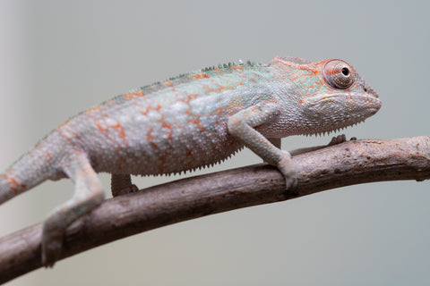 Holdbacks/Individuals: Ambanja Offspring from "Helm Hammerhand" x "The Roxy" - Hatched: August 2025 - Male #1