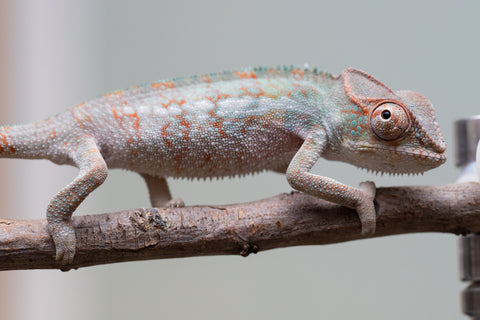 Holdbacks/Individuals: Ambanja Offspring from "Helm Hammerhand" x "The Roxy" - Hatched: August 2025 - Male #1