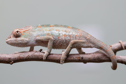 Holdbacks/Individuals: Ambanja Offspring from "Helm Hammerhand" x "The Roxy" - Hatched: August 2025 - Male #1