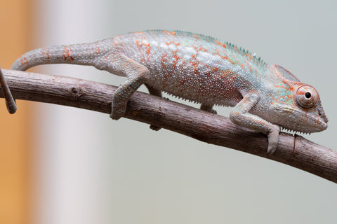 Holdbacks/Individuals: Ambanja Offspring from "Helm Hammerhand" x "The Roxy" - Hatched: August 2025 - Male #1