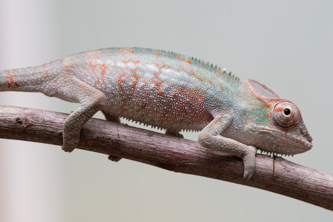 Holdbacks/Individuals: Ambanja Offspring from "Helm Hammerhand" x "The Roxy" - Hatched: August 2025 - Male #1