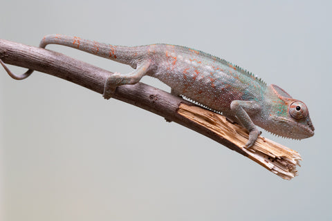 Holdbacks/Individuals: Ambanja Offspring from "Helm Hammerhand" x "The Roxy" - Hatched: August 2025 - Male #1