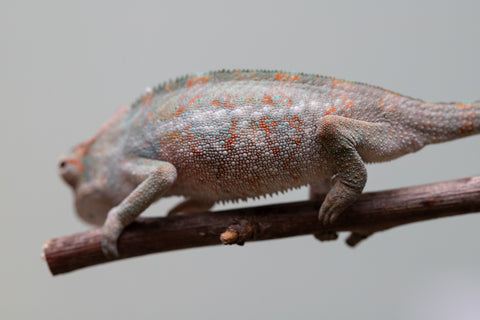 Holdbacks/Individuals: Ambanja Offspring from "Helm Hammerhand" x "The Roxy" - Hatched: August 2025 - Male #1