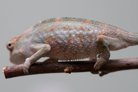 Holdbacks/Individuals: Ambanja Offspring from "Helm Hammerhand" x "The Roxy" - Hatched: August 2025 - Male #1