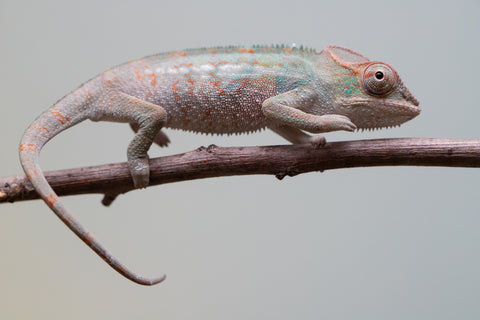 Holdbacks/Individuals: Ambanja Offspring from "Helm Hammerhand" x "The Roxy" - Hatched: August 2025 - Male #1