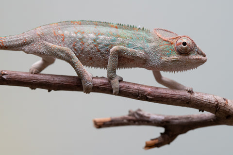 Holdbacks/Individuals: Ambanja Offspring from "Helm Hammerhand" x "The Roxy" - Hatched: August 2025 - Male #1