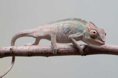 Holdbacks/Individuals: Ambanja Offspring from "Helm Hammerhand" x "The Roxy" - Hatched: August 2025 - Male #1