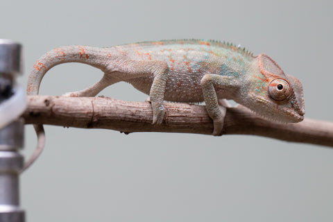 Holdbacks/Individuals: Ambanja Offspring from "Helm Hammerhand" x "The Roxy" - Hatched: August 2025 - Male #1