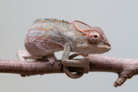 Holdbacks/Individuals: Ambanja Offspring from "Helm Hammerhand" x "The Roxy" - Hatched: August 2025 - Male #1