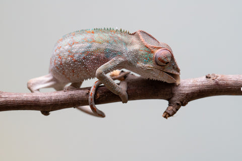 Holdbacks/Individuals: Ambanja Offspring from "Helm Hammerhand" x "The Roxy" - Hatched: August 2025 - Male #1