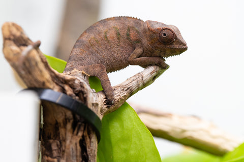 Ambanja From "Helm Hammerhand" x "Tiny Dancer" - Hatched March - April 2026 - Female #1