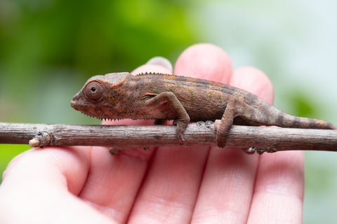 Ambanja From "Helm Hammerhand" x "Tiny Dancer" - Hatched March - April 2026 - Female #1
