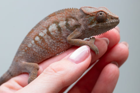 Ambanja From "Helm Hammerhand" x "Tiny Dancer" - Hatched March - April 2026 - Female #3 - Last From Sire!
