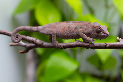 Ambanja From "Helm Hammerhand" x "Tiny Dancer" - Hatched March - April 2026 - Female #3 - Last From Sire!