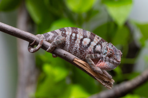 Ambanja From "Helm Hammerhand" x "Tiny Dancer" - Hatched March - April 2026 - Female #3 - Last From Sire!