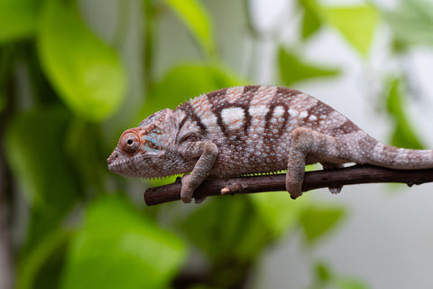 Ambanja From "Helm Hammerhand" x "Tiny Dancer" - Hatched March - April 2026 - Female #3 - Last From Sire!