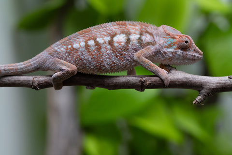 Ambanja From "Helm Hammerhand" x "Tiny Dancer" - Hatched March - April 2026 - Female #3 - Last From Sire!