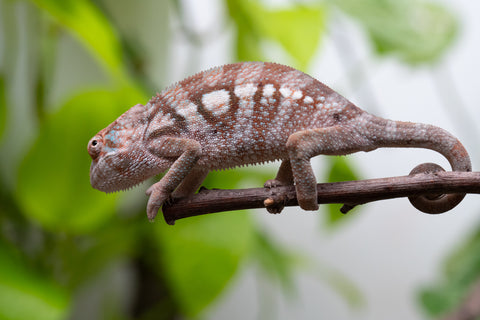Ambanja From "Helm Hammerhand" x "Tiny Dancer" - Hatched March - April 2026 - Female #3 - Last From Sire!