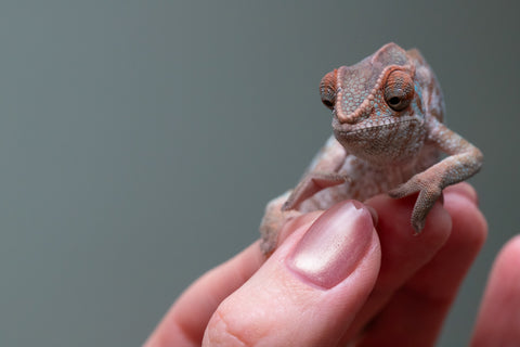 Ambanja From "Helm Hammerhand" x "Tiny Dancer" - Hatched March - April 2026 - Female #3 - Last From Sire!
