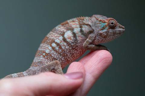 Ambanja From "Helm Hammerhand" x "Tiny Dancer" - Hatched March - April 2026 - Female #3 - Last From Sire!