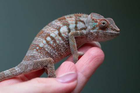 Ambanja From "Helm Hammerhand" x "Tiny Dancer" - Hatched March - April 2026 - Female #3 - Last From Sire!
